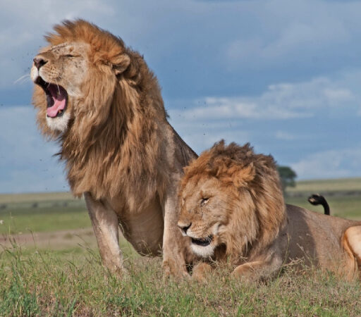 7 DAYS 6 NIGHTS BUDGET KENYA SAFARI