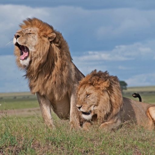 7 DAYS 6 NIGHTS BUDGET KENYA SAFARI