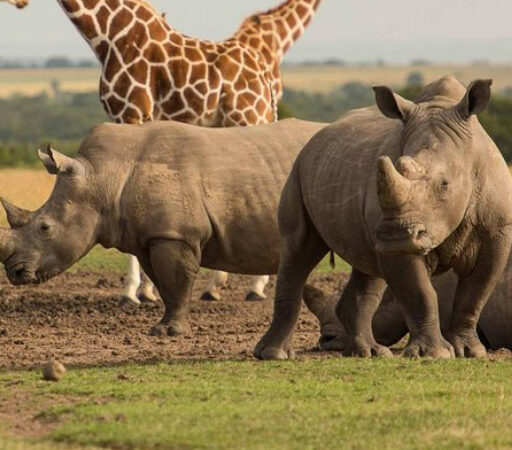 7 DAYS 6 NIGHTS MID RANGE-LUXURY KENYA SAFARI