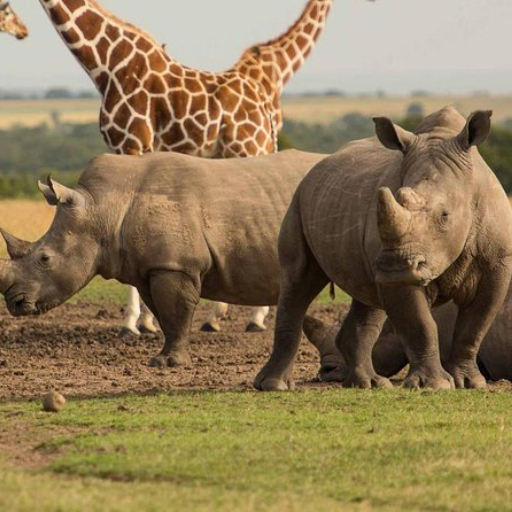 7 DAYS 6 NIGHTS MID RANGE-LUXURY KENYA SAFARI