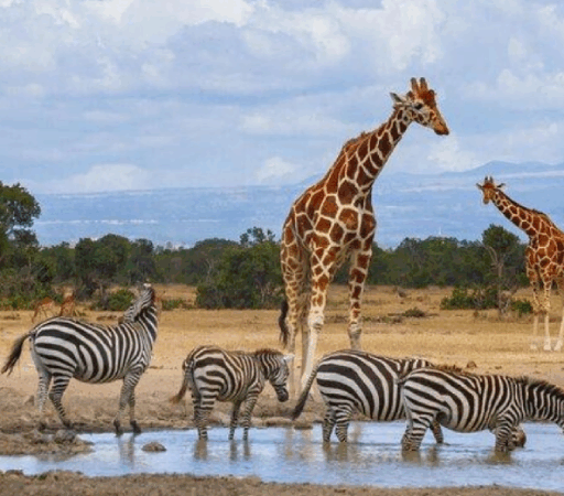 8 DAYS 7 NIGHTS MID RANGE BUDGET KENYA SAFARI