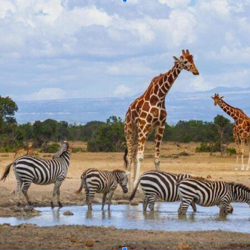 9 DAYS 8 NIGHTS MID LUXURY KENYA SAFARI