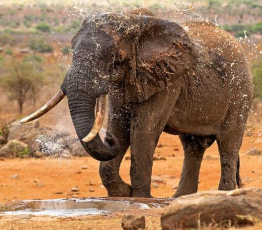 7 DAYS 6 NIGHTS MID RANGE BUDGET KENYA SAFARI