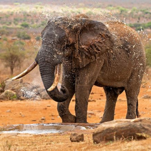 7 DAYS 6 NIGHTS MID RANGE BUDGET KENYA SAFARI